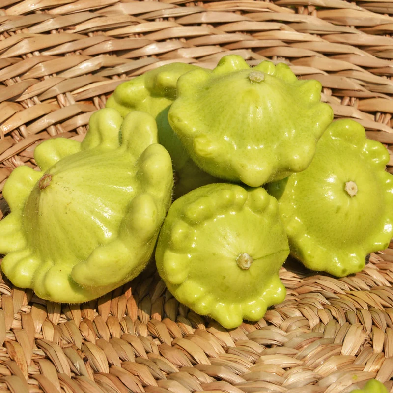 Pâtisson mélange jaune et vert ( Cucurbita pepo )