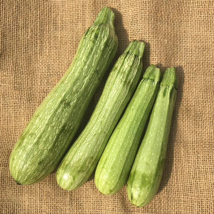 Courgette ‘Genovese’ ( Cucurbita pepo )