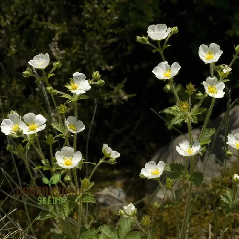 Potentilla Rupestris Flower Seeds For Planting, Rock Garden Charm for Your Landscape