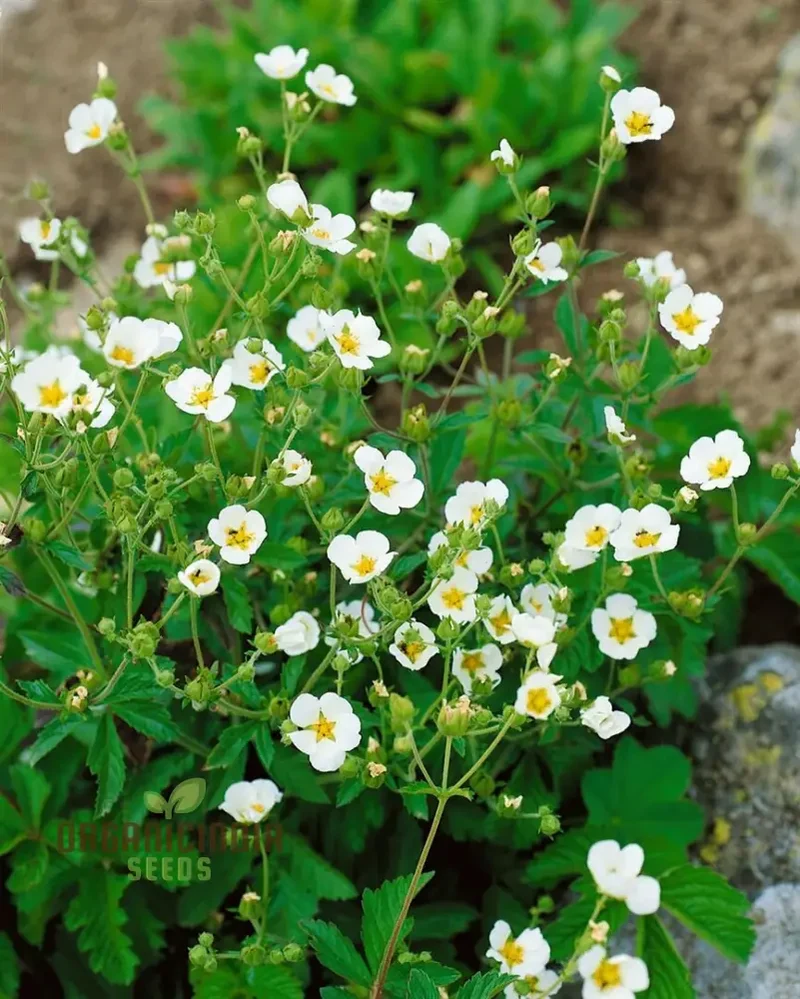 Potentilla Rupestris Flower Seeds For Planting, Rock Garden Charm for Your Landscape