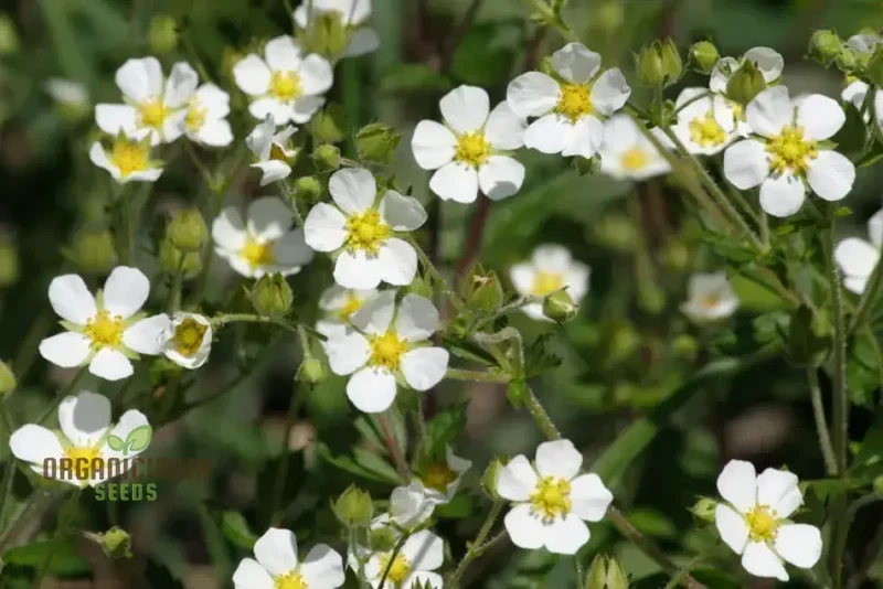 Potentilla Rupestris Flower Seeds For Planting, Rock Garden Charm for Your Landscape