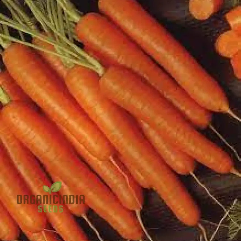 CARROT ATILLIO F1 Seeds | Premium Gardening Seeds for Your Garden
