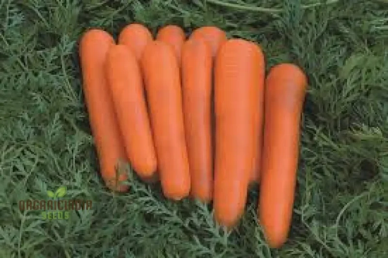 CARROT ATILLIO F1 Seeds | Premium Gardening Seeds for Your Garden