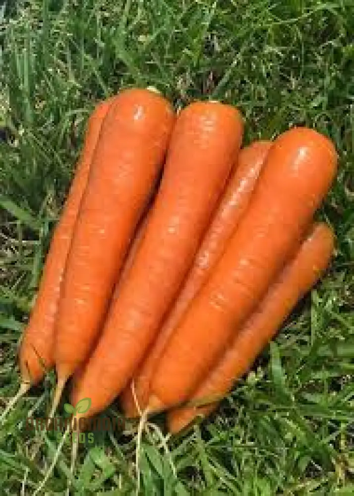 CARROT ATILLIO F1 Seeds | Premium Gardening Seeds for Your Garden