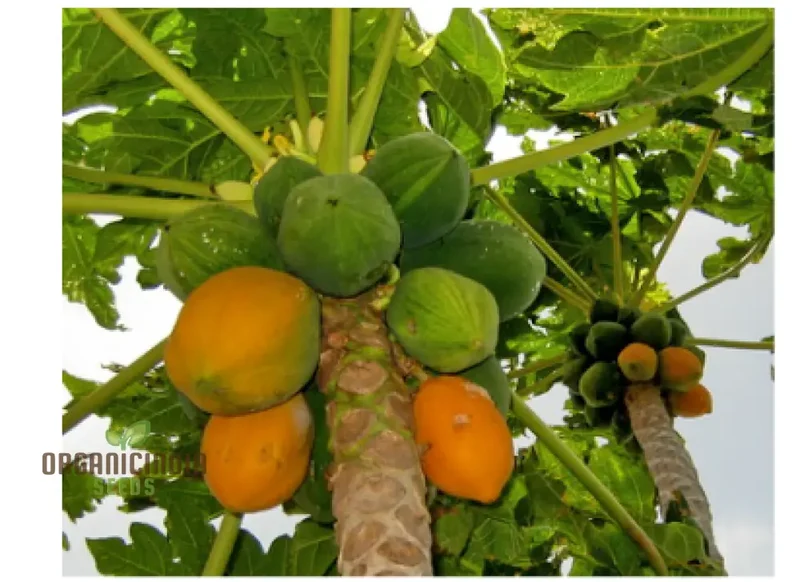 CARICA PAPAYA Seeds for Gardening | Premium Quality Seeds Online