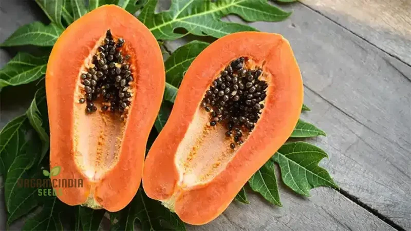 CARICA PAPAYA Seeds for Gardening | Premium Quality Seeds Online