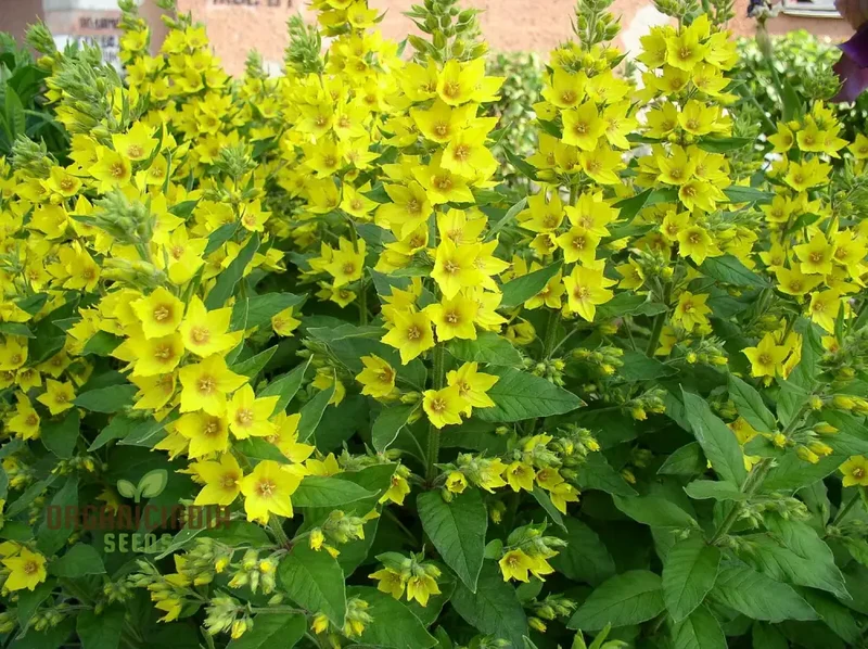 Lysimachia Punctata Flower Seeds, Vibrant and Hardy Garden Blooms, Premium Seeds for Gardening