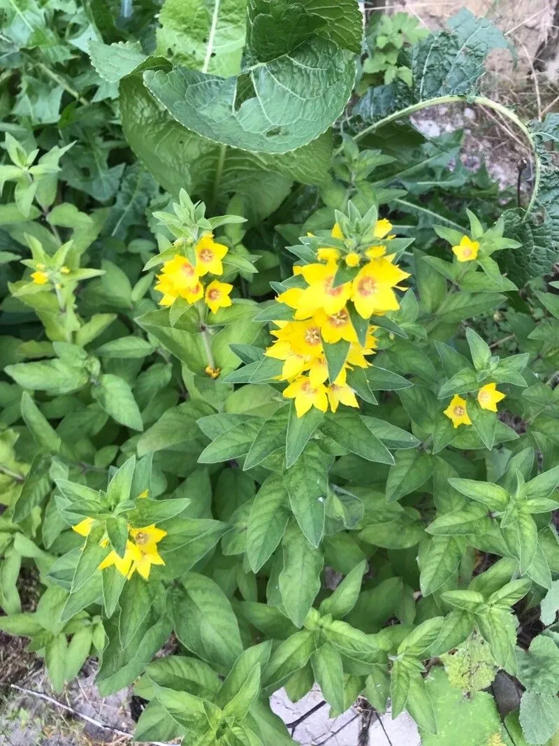 Lysimachia Punctata Flower Seeds, Vibrant and Hardy Garden Blooms, Premium Seeds for Gardening