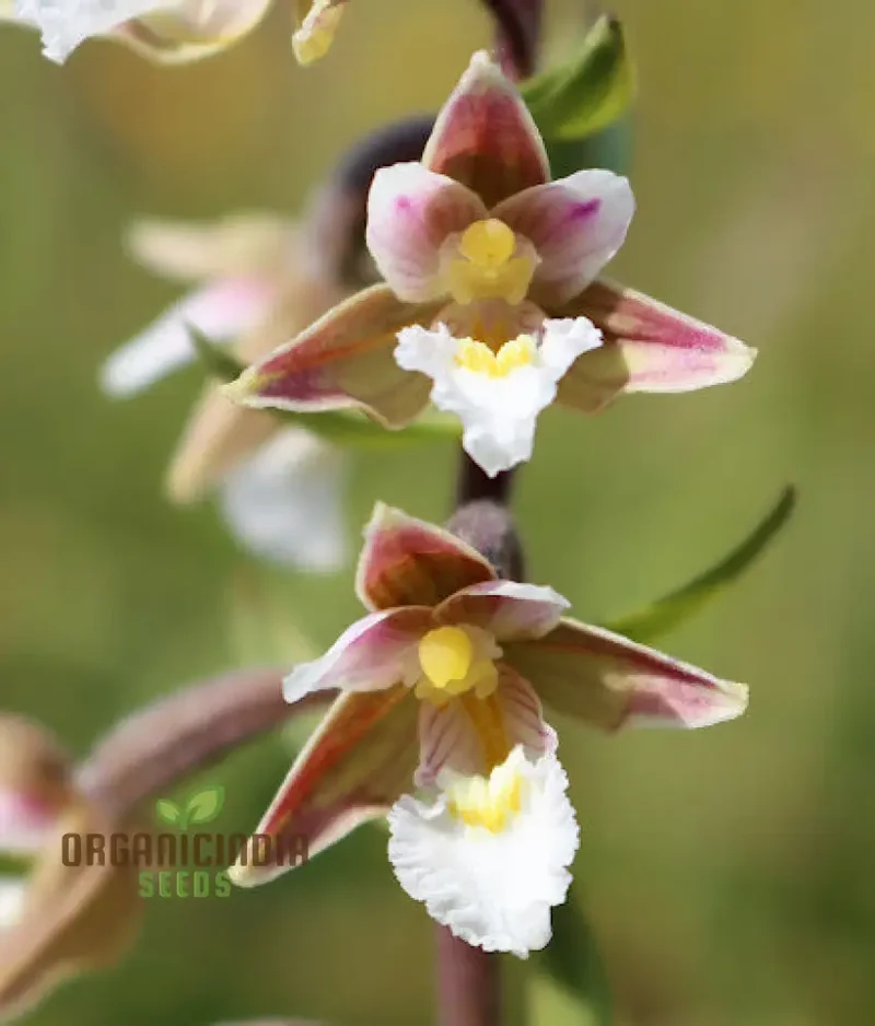 Epipactis Palustris Flower Seeds For Planting, Cultivating Marshland Beauty in Your Garden