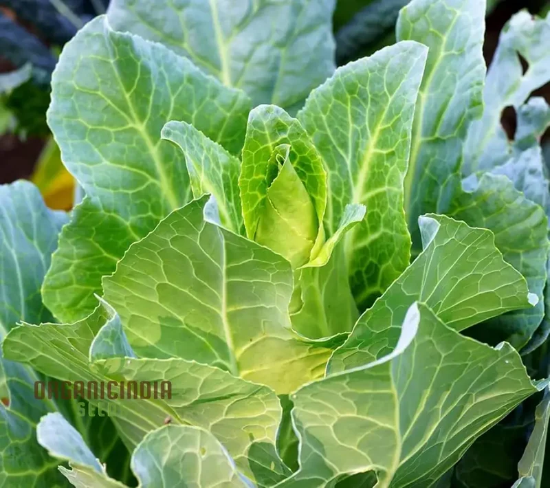 CABBAGE WHEELERS IMPERIAL Seeds for Gardening - Buy Quality Seeds Online