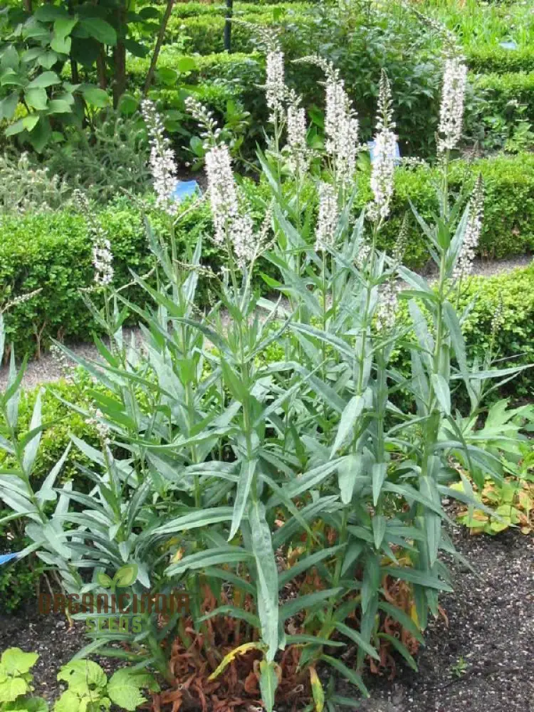 Lysimachia Ephemerum Flower Seeds, Elegant and Rare Garden, Premium Seeds for Gardening