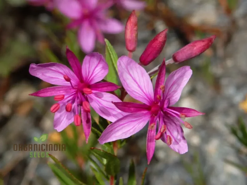 Epilobium Fleischeri Flower Seeds For Planting, Graceful Wildflowers for Your Garden