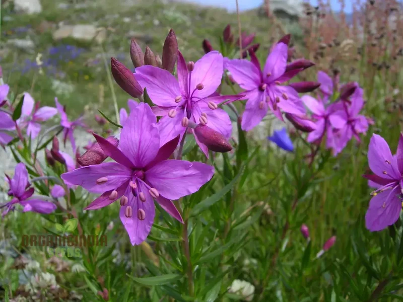 Epilobium Fleischeri Flower Seeds For Planting, Graceful Wildflowers for Your Garden