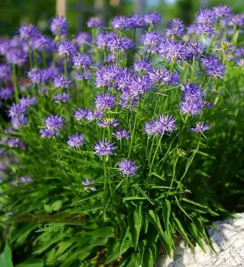 Phyteuma Scheuchzeri Seeds for Exquisite Blooms and Expert Gardening Delights!