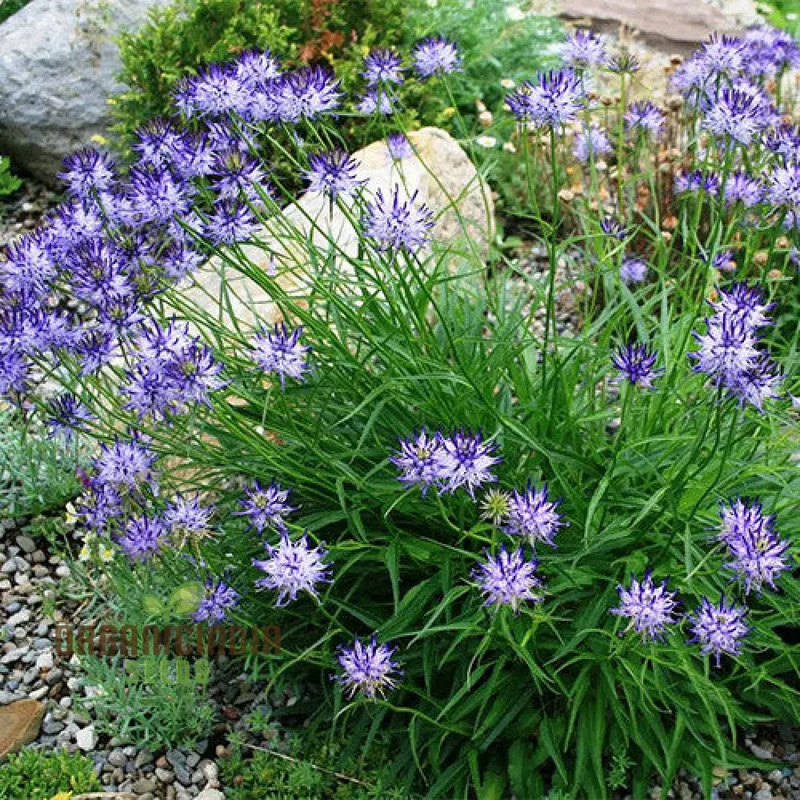 Phyteuma Scheuchzeri Seeds for Exquisite Blooms and Expert Gardening Delights!