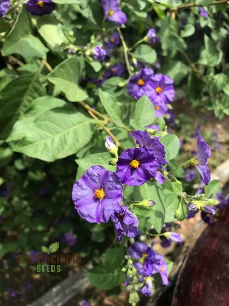 Lycianthes Lycoides Flower Seeds, Exotic and Rare Garden Blooms, Premium Seeds for Gardening