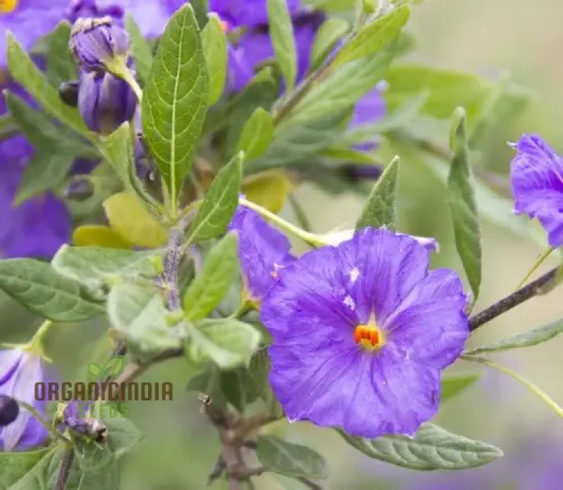 Lycianthes Lycoides Flower Seeds, Exotic and Rare Garden Blooms, Premium Seeds for Gardening
