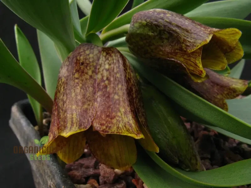 Fritillaria Crassifolia Subsp Kurdica Seeds for Planting - Premium Quality Seeds for Your Garden