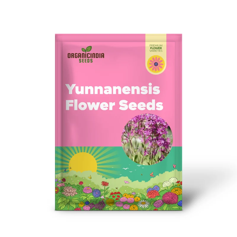 Lychnis Yunnanensis Flower Seeds for Planting, Unique and Colorful Garden Blooms