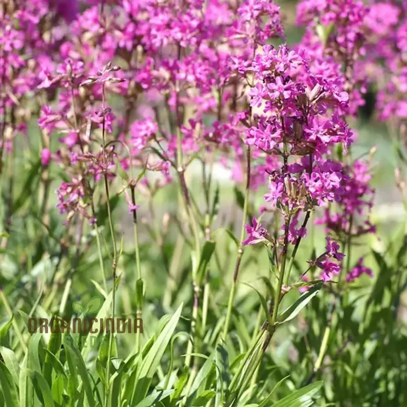 Lychnis Yunnanensis Flower Seeds for Planting, Unique and Colorful Garden Blooms