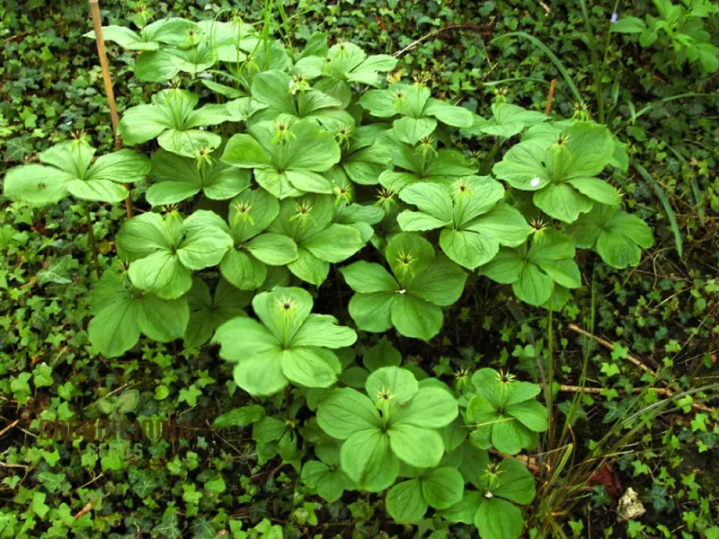 Paris Quadrifolia Seeds for Unique and Enchanting Gardens - Perfect for Gardening Enthusiasts Seeking Rare and Unusual Seeds