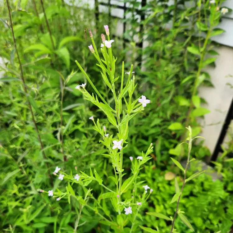 Epilobium Crassum Flower Seeds For Planting, Cultivating Delicate Beauty in Your Garden