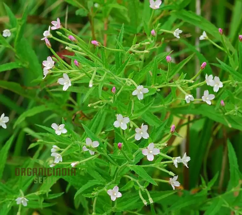 Epilobium Crassum Flower Seeds For Planting, Cultivating Delicate Beauty in Your Garden