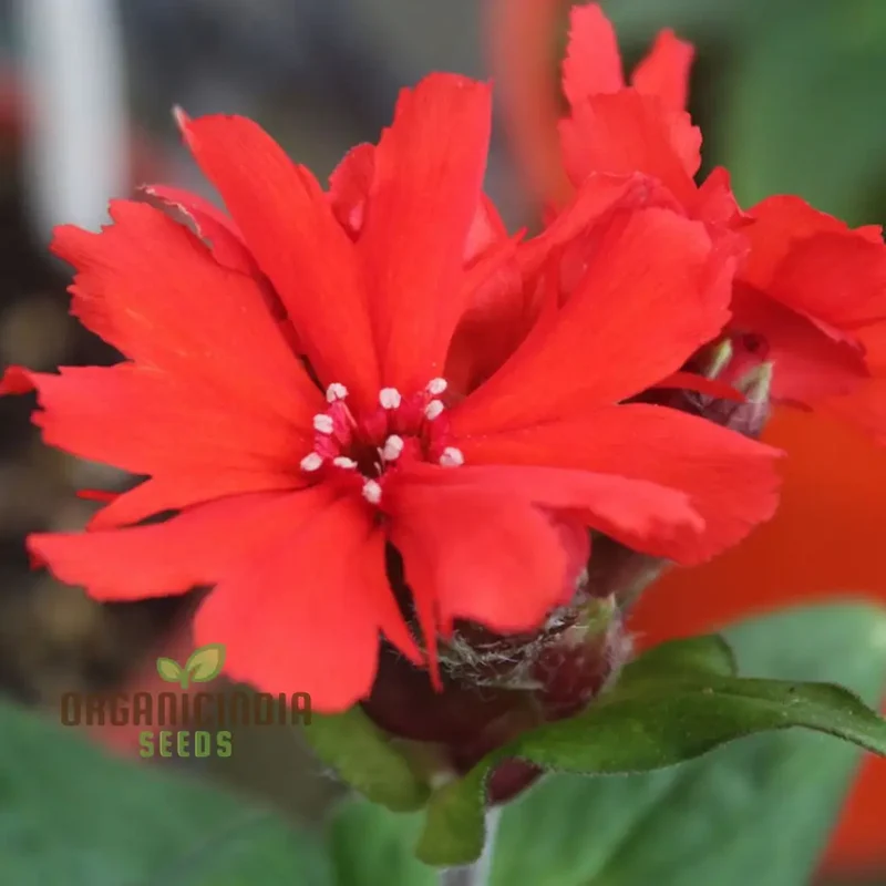 Lychnis x haageana 'Molten Lava' Flower Seeds, Vibrant Garden Blooms, Premium Seeds for Gardening