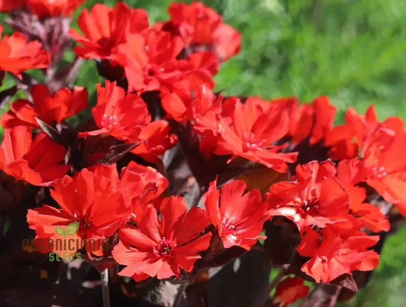 Lychnis x haageana 'Molten Lava' Flower Seeds, Vibrant Garden Blooms, Premium Seeds for Gardening