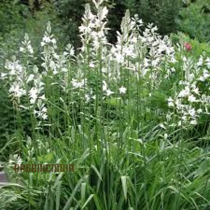 Paradisea Lusitanica Seeds for Gardening Enthusiasts â€“ Rare, Exotic Blooms to Elevate Your Garden with Stunning White Flowers
