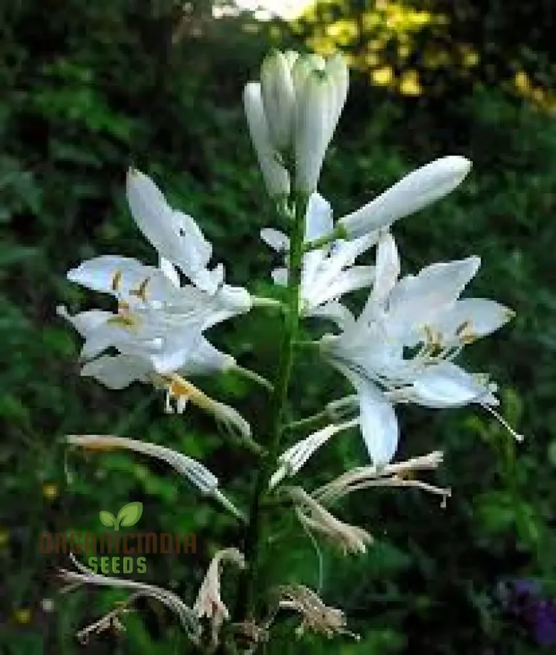 Paradisea Lusitanica Seeds for Gardening Enthusiasts â€“ Rare, Exotic Blooms to Elevate Your Garden with Stunning White Flowers
