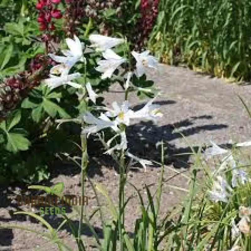 Paradisea Lusitanica Seeds for Gardening Enthusiasts â€“ Rare, Exotic Blooms to Elevate Your Garden with Stunning White Flowers