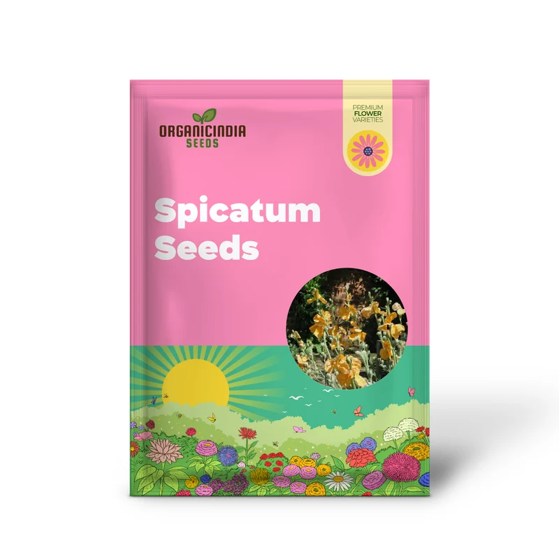Papaver Spicatum Seeds for Gardening Enthusiasts | Premium Quality Seeds for Vibrant Blooms | Perfect for Flower Gardens and Landscaping