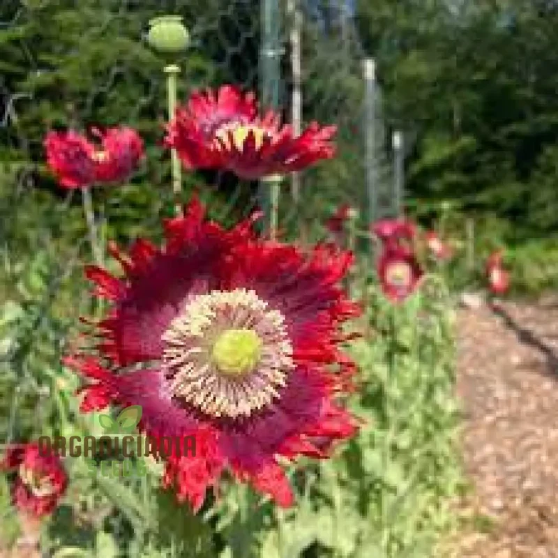 Papaver Somniferum Ultimate Mixture Seeds for Spectacular Gardening: Premium Quality, Vibrant Blooms, and Easy Cultivation for Your Garden Oasis