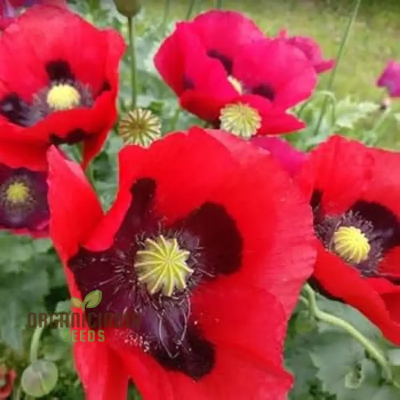 PAPAVER SOMNIFERUM SUMMER BLAZE Seeds for Vibrant Gardens | High-Quality Flower Seeds for Summer Blooms and Gardening Enthusiasts