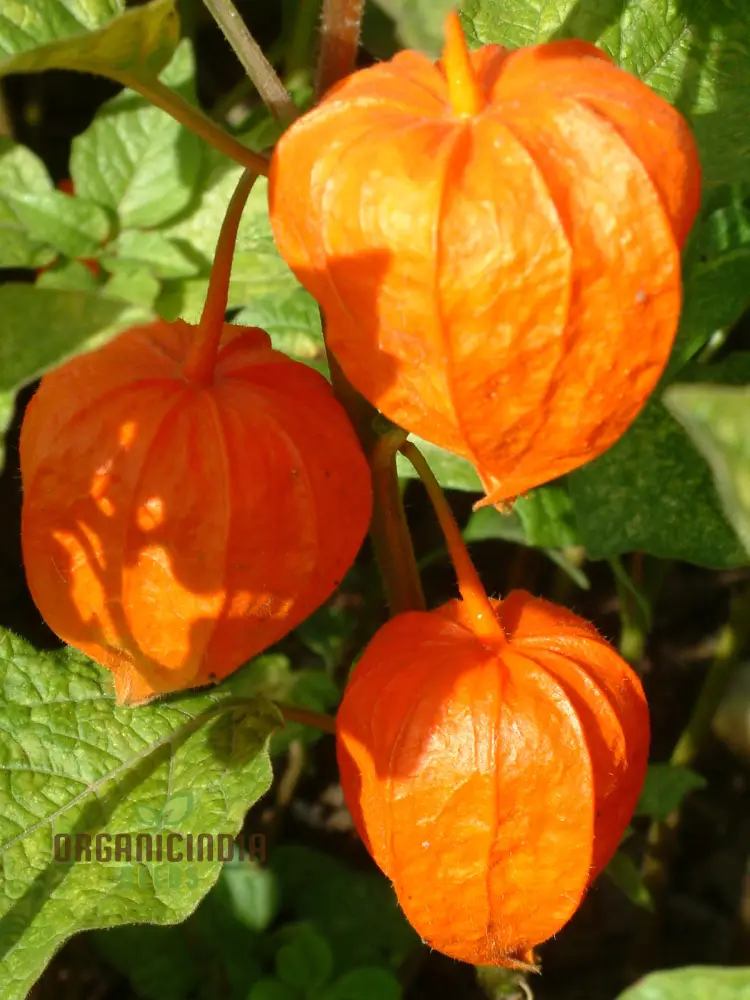 Physalis Alkekengi Var. Franchet Seeds â€“ Elevate Your Gardening Experience with Exotic Beauty and Hardy Perennial Growth!
