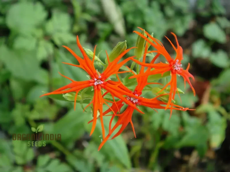 Lychnis Wilfordii Flower Seeds, Rare and Elegant Garden Addition, Premium Seeds for Gardening