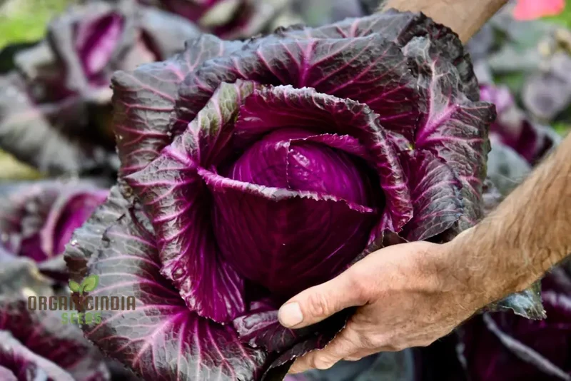 CABBAGE KALIBOS RED Seeds for Your Garden | Buy Seeds Online