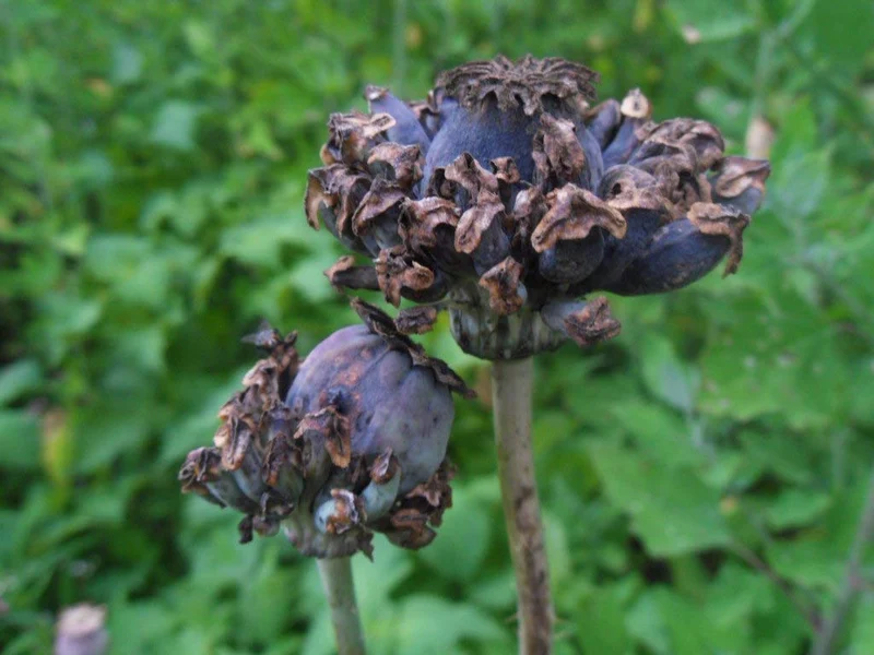 Papaver Somniferum 'Hens and Chickens' Seeds for Exquisite Garden Blooms | High-Quality Gardening Seeds