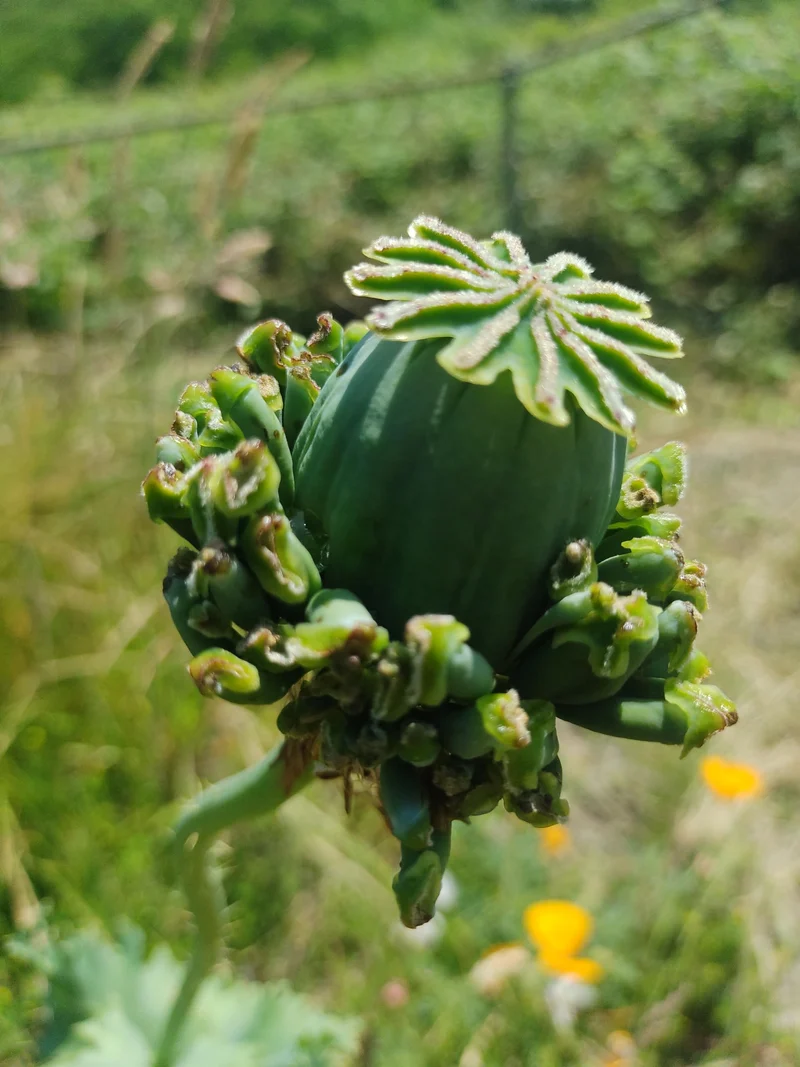 Papaver Somniferum 'Hens and Chickens' Seeds for Exquisite Garden Blooms | High-Quality Gardening Seeds