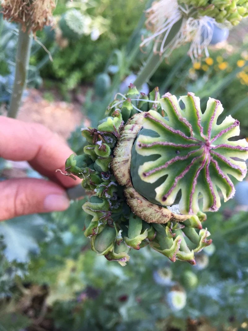 Papaver Somniferum 'Hens and Chickens' Seeds for Exquisite Garden Blooms | High-Quality Gardening Seeds