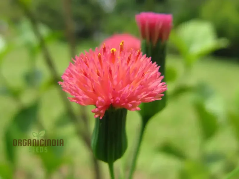 Emilia Sonchifolia 'Scarlet Magic' Flower Seeds For Planting, Adding Vibrant Color to Your Garden