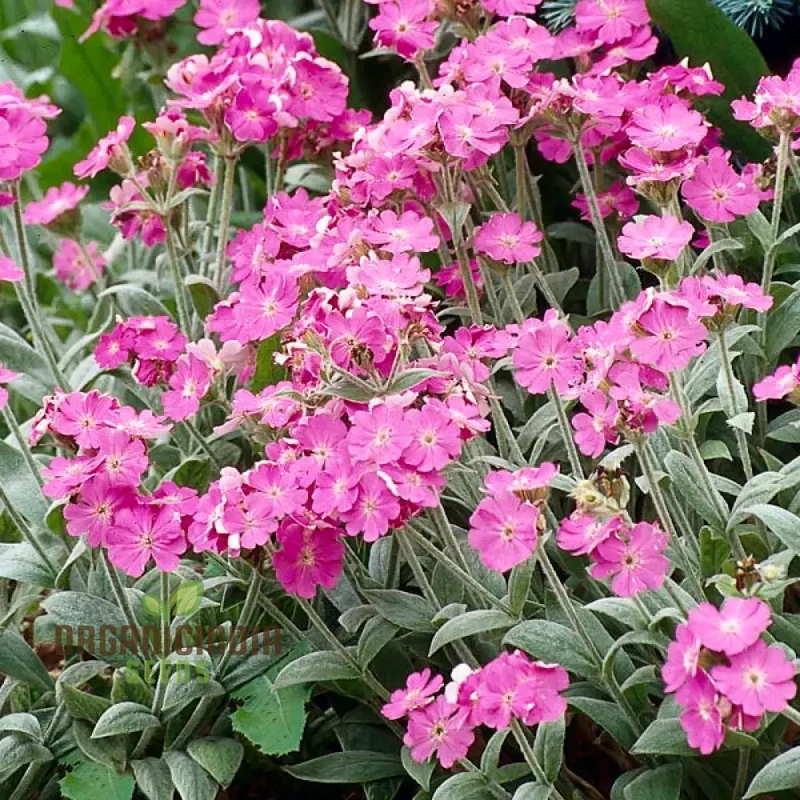 Lychnis Flos-Jovis Flower Seeds for Planting, Premium Seeds for Gardening