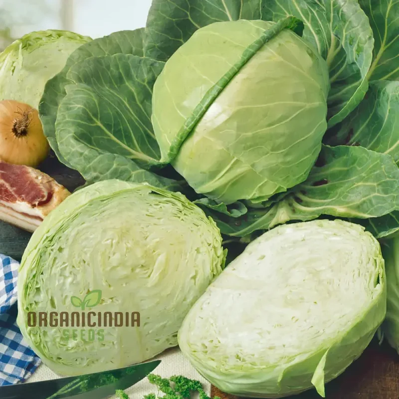 Cabbage Golden Acre Seeds for Gardening Enthusiasts - Buy Organic Seeds Online