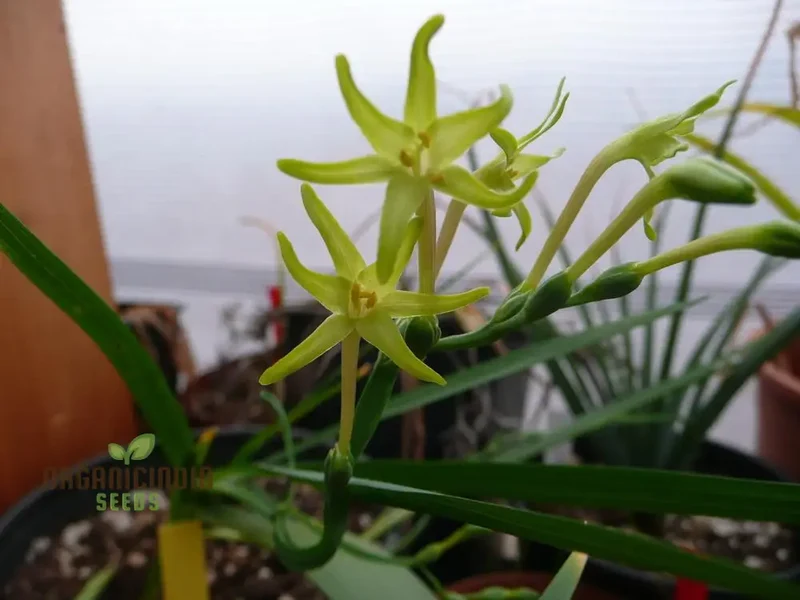 Freesia Viridis Seeds, Exquisite Blooms for Your Garden, Planting Instructions Included