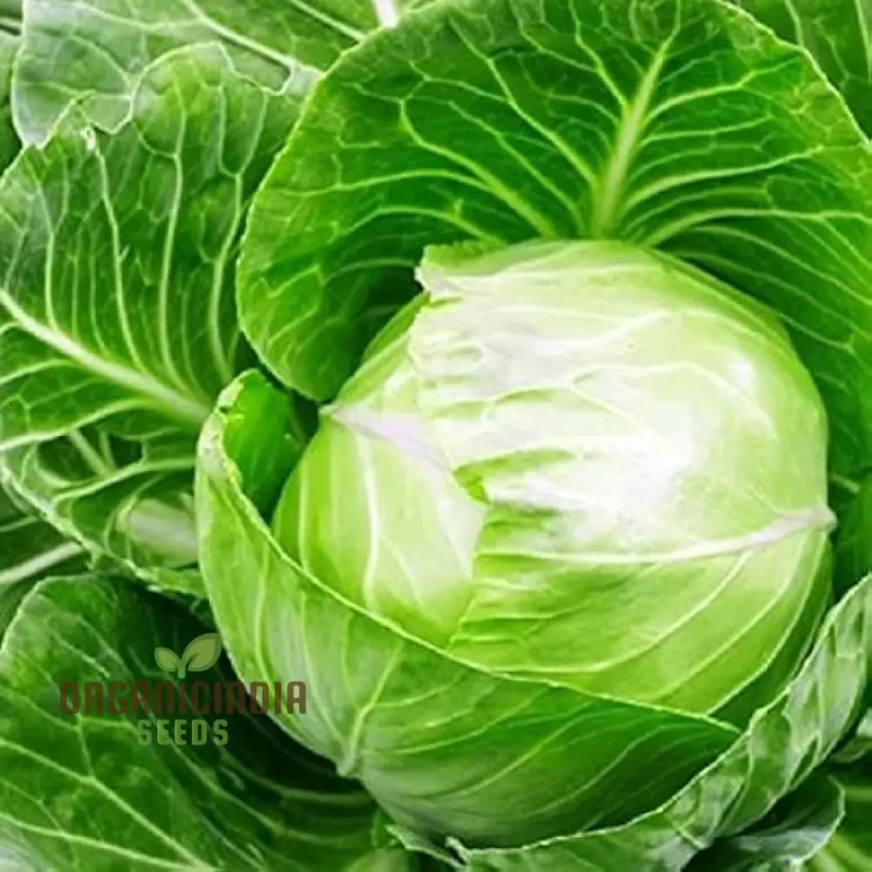 CABBAGE DURHAM EARLY Seeds | Premium Garden Seeds for Your Best Harvest