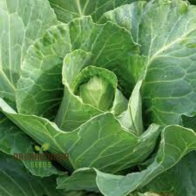 CABBAGE DURHAM EARLY Seeds | Premium Garden Seeds for Your Best Harvest