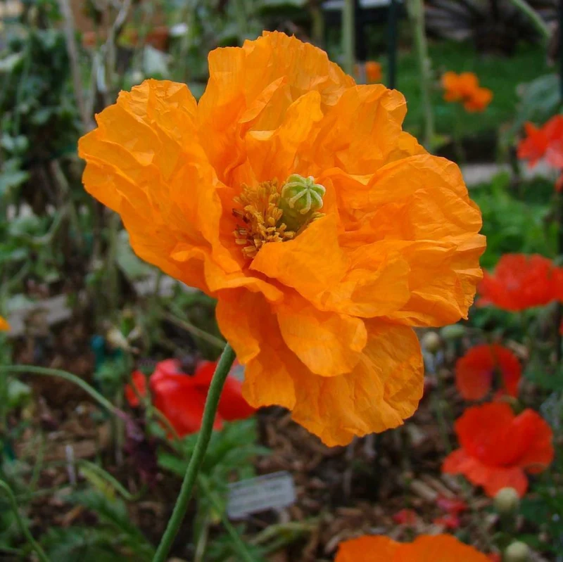 PAPAVER RUPIFRAGUM 'ORANGE FEATHERS' Seeds for Vibrant Gardening Enthusiasts | Premium Papaver Seeds for Your Garden's Orange Charm and Natural Beauty