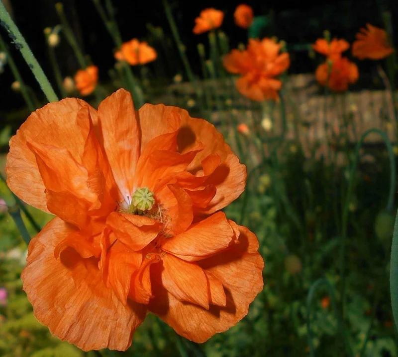 PAPAVER RUPIFRAGUM 'ORANGE FEATHERS' Seeds for Vibrant Gardening Enthusiasts | Premium Papaver Seeds for Your Garden's Orange Charm and Natural Beauty