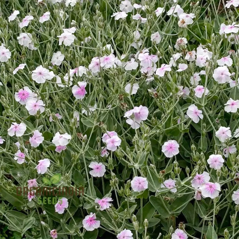 Lychnis Coronaria 'Angel's Blush' Flower Seeds Delicate and Unique Garden Blooms, Premium Seeds for Gardening